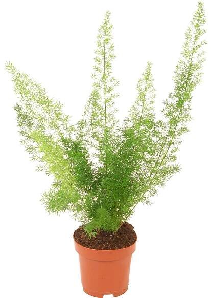 Asparágus průměr květináče cca 12 cm nakoupit u OBI