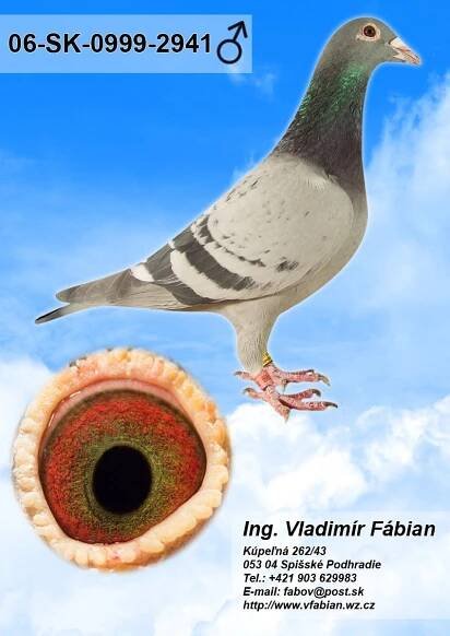 Ing. Fábian Vladimír - poštové holuby