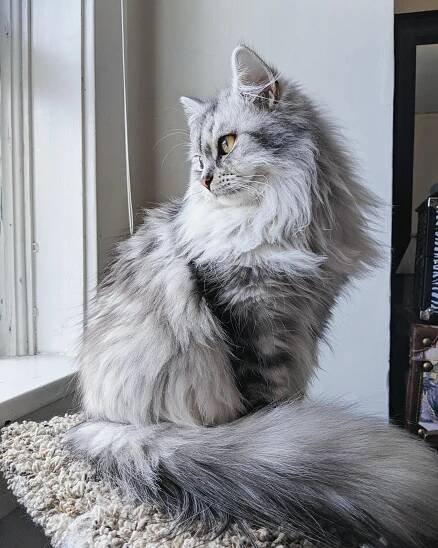 Glam-cat | Angora cats, Pretty cats, Beautiful cats