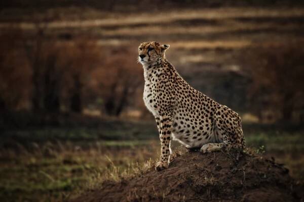 Národní rezervace Masai Mara - Safari a dovolená v Keni