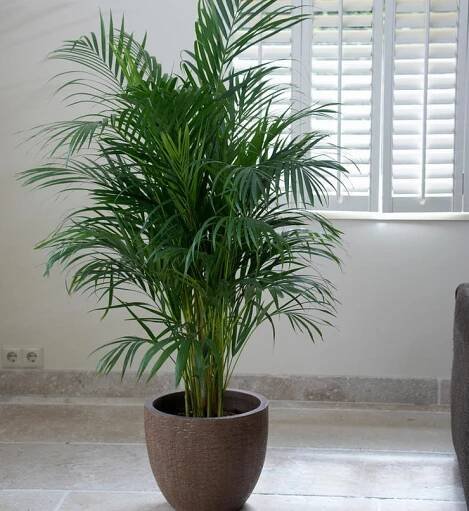 Jak Areca správně transplantovat?