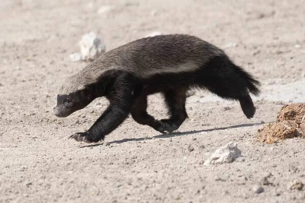 Honey Badger Facts