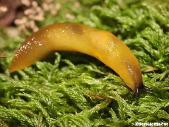 Malacolimax tenellus - slimák žlutý | Limacidae - slimákovití | Natura Bohemica