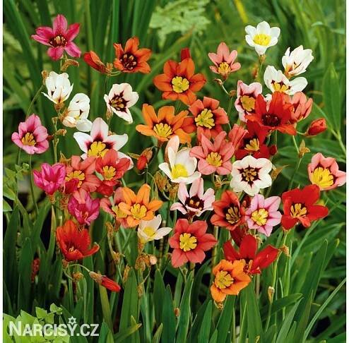 Sparaxis tricolor - Cikánská květina, Dřípulka směs barev - Narcisy.cz