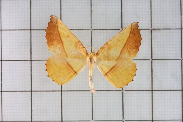 Auaxa cesadaria