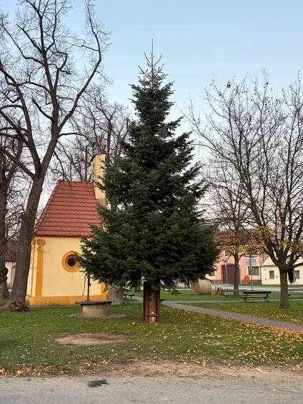 Příprava vánočního stromu