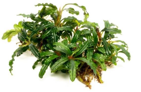 Bucephalandra Catherinae Green
