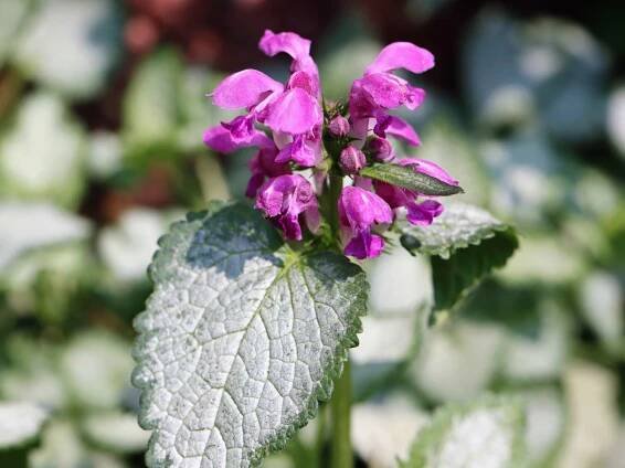 Dead-nettle, beautiful little ground cover