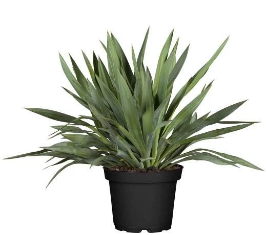 Juka nádherná (Yucca gloriosa), pr. kv. cca 40 cm