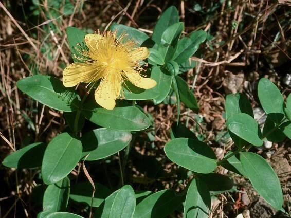 Obrázek - Hypericum calycinum (třezalka kalíškatá) | BioLib.cz