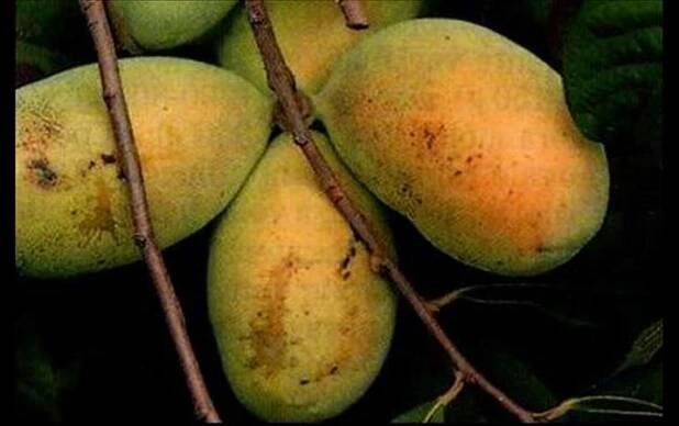 Paw-paw