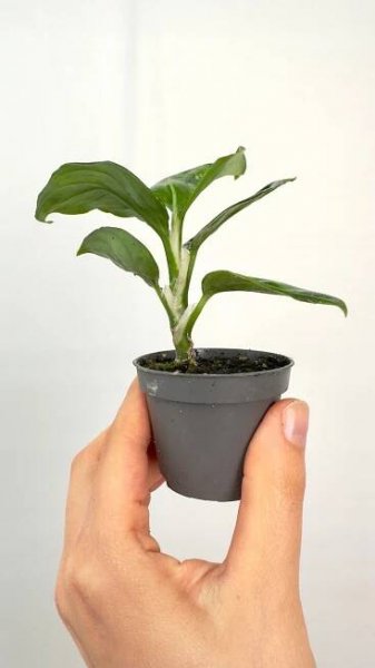 Aglaonema pictum Tricolor Exotická rostlina jednoduchá na pěstování Latinský název aglaonema commutatum