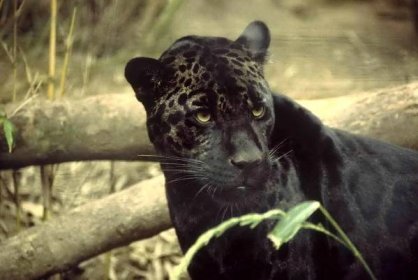 čierna, jaguar, animmal, cicavec