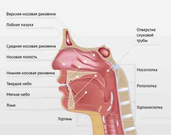 Příznaky faryngitidy, léčba / Otolaryngologie | Užitečné informace a tipy na péči o sebe. Zdraví, výživa a další.
