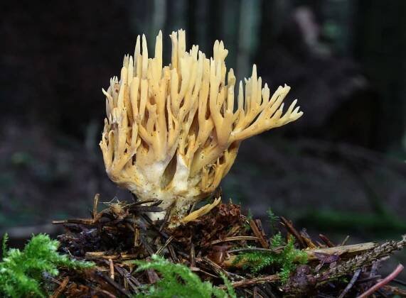 File:Ramaria-flaccida-fichtenkoralle.jpg - Wikimedia Commons
