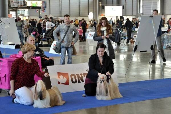 shih-tzu | Výstavy 2015