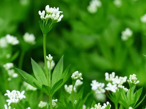 Mařinka vonná (Galium odoratum L.) | nať