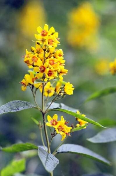 Vrbina obecná (Lysimachia vulgaris)
