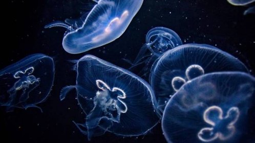 Diskuze - Poznejte fascinující medúzu Turritopsis dohrnii, která je jediným nesmrtelným tvorem na světě - Seznam Médium