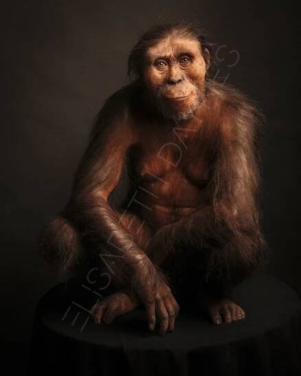 AUSTRALOPITHECUS AFARENSIS – LUCY