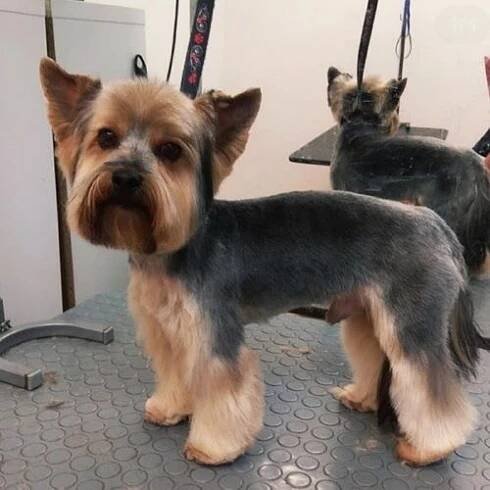Stříhání psů všech plemen Praha, Černý Most Psí salon Allgroom • Firmy.cz