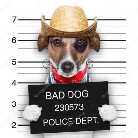 Stáhnout - Mugshot mexické velmi zlý pes — Stock obrázek