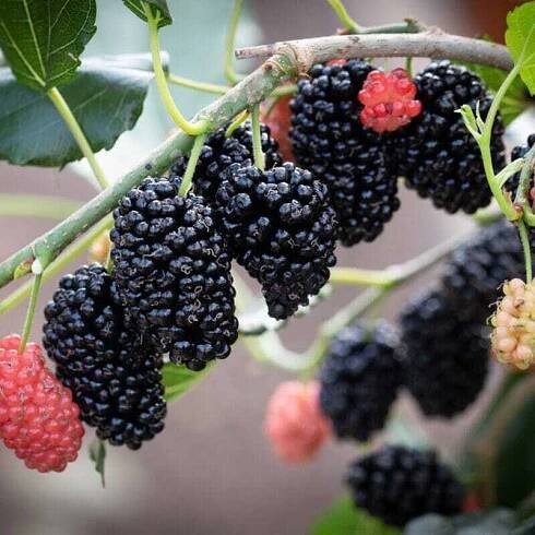 Ako pestovať: Morušu Mojo Berry | Zdravopedia.sk