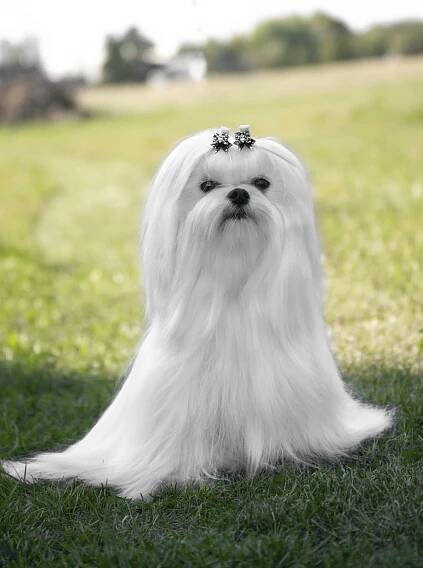 Canine Pleasure - Maltezáček - Maltese - chovatelská stanice