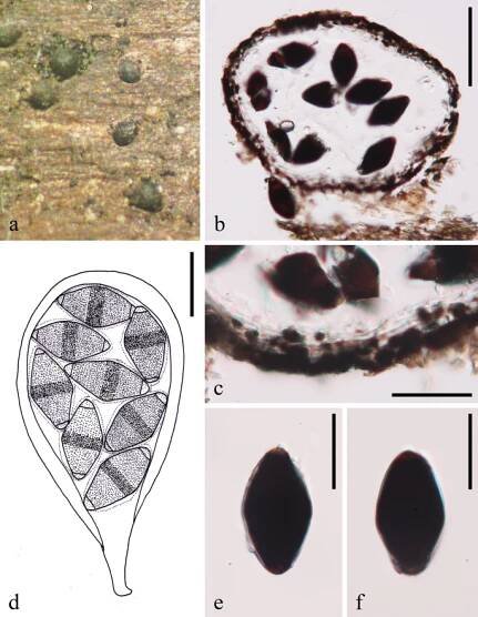 figure 115