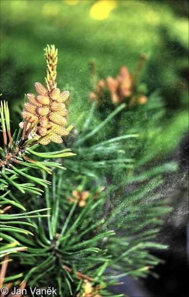 Pinus mugo – borovice kleč, kosodřevina