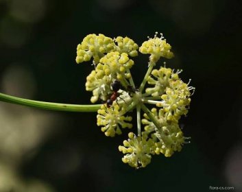 Libeček lékařský (Levisticum officinale), květy, květenství