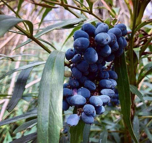 Mahonie Fortuneova - Mahonia fortunei (=Berberis fortunei)
