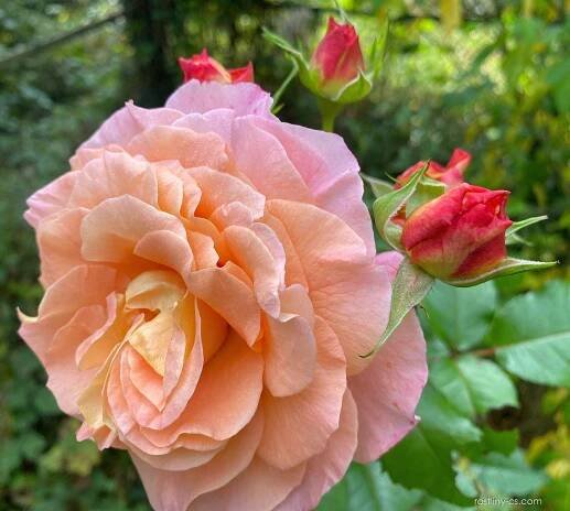 Růže Augusta Louise - Velkokvěté růže (Rosa)