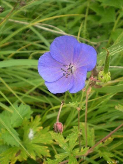 Kakost luční (Geranium pratense)