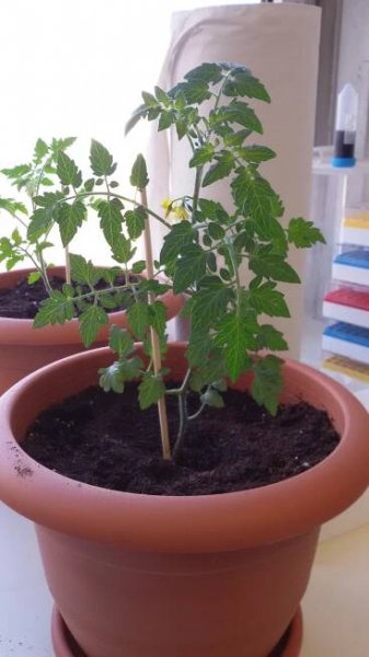 Tomato challenge - מרכז לאוטנברג לאימונולוגיה וחקר הסרטן | Lautenberg Center for Immunology and Cancer research 