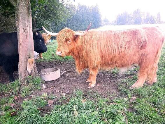 Skotský náhorní skot neboli Highland Cattle na farmě Vojtěška v Klíčnově, části Pulečného