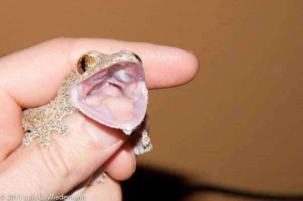 Uroplatus aff. henkeli – Uroplatus Information Center