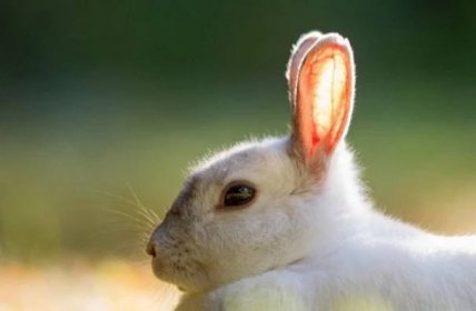 Ušní choroby u králíků: jak identifikovat a léčit?