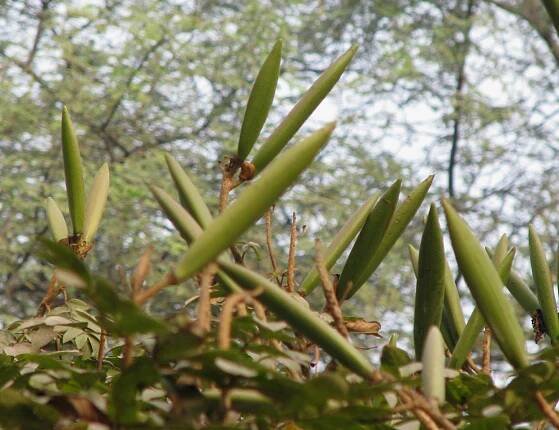 Spathodea campanulata – eFlora of India