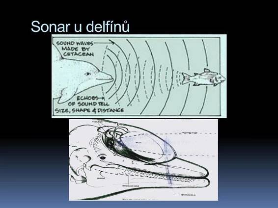 PPT - Fyziologie smyslových orgánů PowerPoint Presentation, free download - ID:4537706