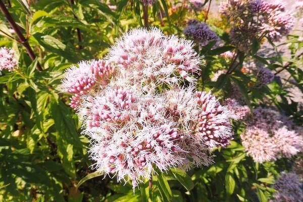Eupatorium ( Eutrochium ) cannabinum - sadec konopáč Zahradnictví Krulichovi - zahradnictví, květinářství, trvalky, skalničky