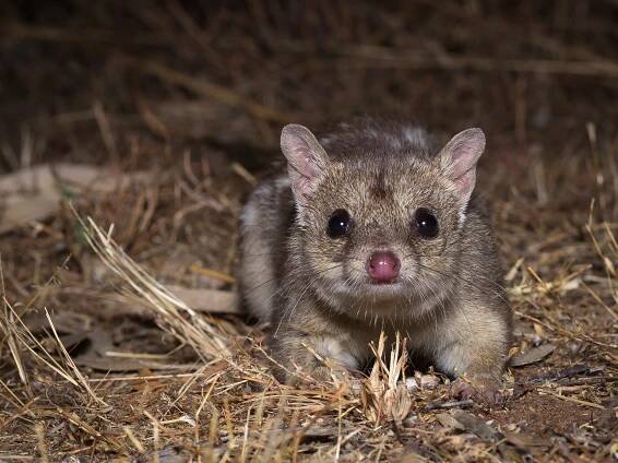 Northern Quoll | Australian Wildlife Conservancy