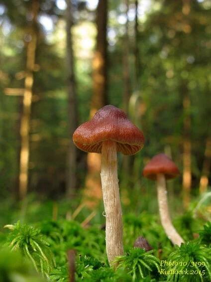 Pavučinec tupý - Cortinarius obtusus - Kudluv fotoatlas hubKudluv fotoatlas hub