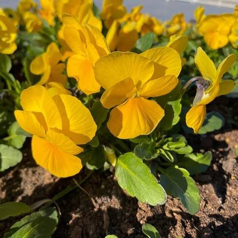 BIO Violka rohatá žlutá – Viola cornuta – pěstování