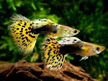 Guppy Fish Care: Food, Tank, Lifespan, Breeding, & Fry Care - Fish Laboratory