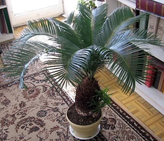 Péče o palmy Cycas doma