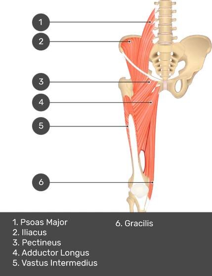 A quiz image of the anterior view of the thigh, pelvis and lower section of the vertebral column. The muscles of the anterior thigh are numbered 1 to 9. The answers revealed at the bottom are as follows 1. Psoas Major 2. Iliacus 3. Pectineus 4. Adductor Longus 5. Vastus Intermedius 6. Gracilis.