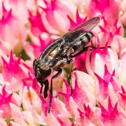 Flies (BRACHYCERA) | kerfdier