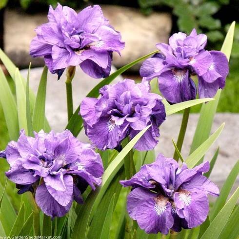 Dvoukvětý sibiřský iris - Imperial Opal; Sibiřská vlajka - Iris sibirica