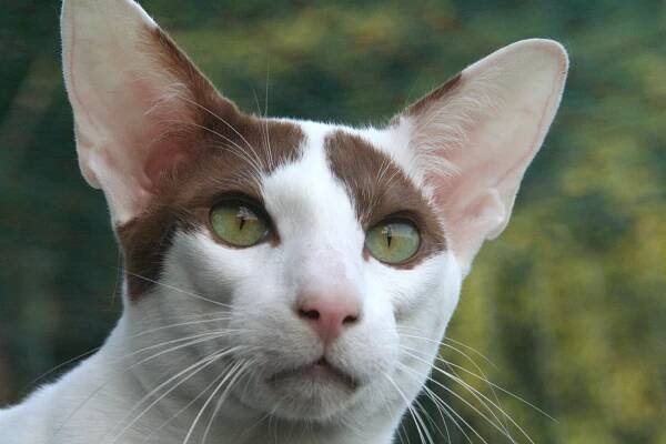 Peterbald so zelenými očami